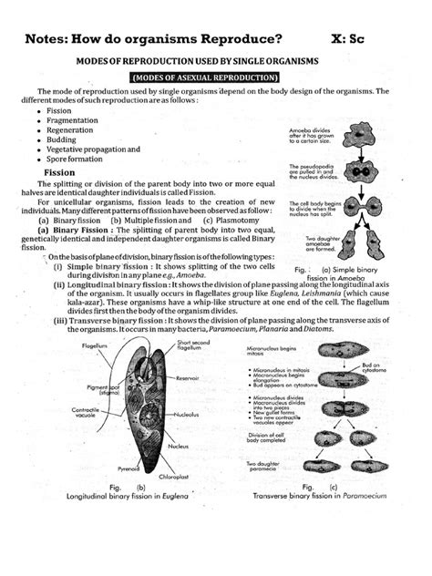 Reproduction Class 10 的图像结果