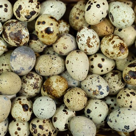 El consumo de huevos de codorniz