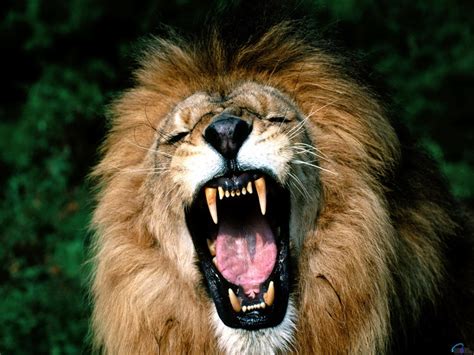 Desktop Wallpapers Lions Big cats Canine tooth fangs Animals