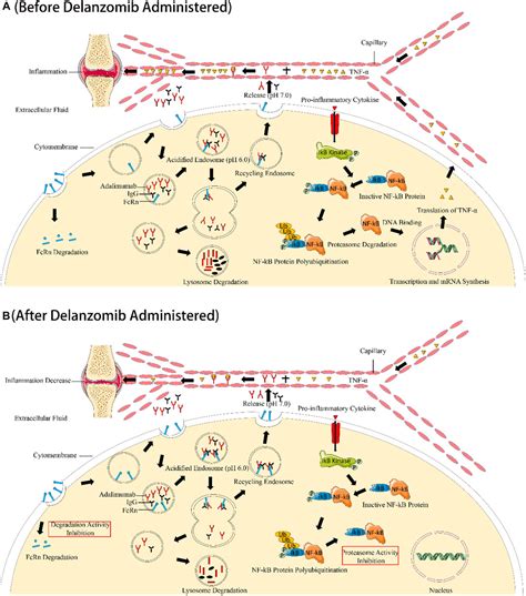 Frontiers | Delanzomib, a Novel Proteasome Inhibitor, Combined With Adalimumab Drastically ...