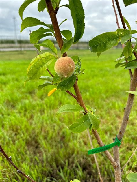 SCHATZILAND RV RESORT (San Marcos) - Campground Reviews & Photos ...