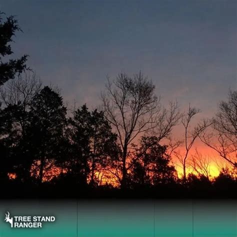 Image result for Tree Stand Platform Build