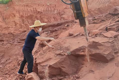 广东河源灯塔盆地，首次发现恐龙蛋化石！