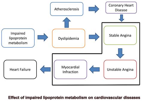 Effects Of Lipoproteins On Metabolic Health