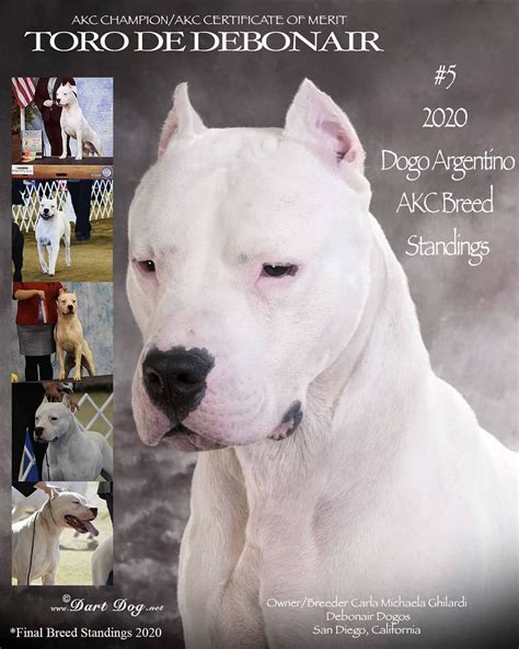 Dogo Argentino Breeders