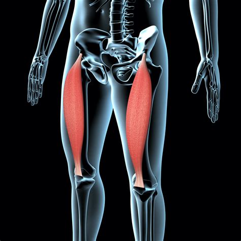 Rectus Femoris Pain | What It Is & How To Fix It