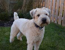 soft coated wheaten terrier haircut dog wheaten 78 best wheaten terrier grooming images on pinterest wheaten terrier dog grooming business soft coated wheaten terrier haircut dog wheaten 78 best wheaten terrier grooming images on pinterest wheaten terrier dog grooming business