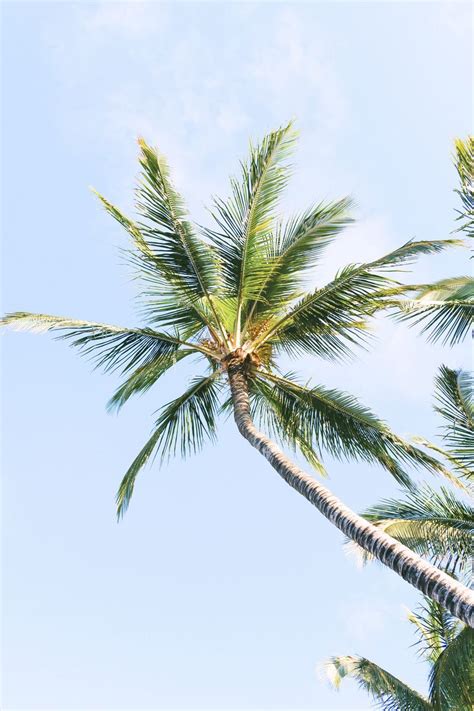 Download wallpaper 800x1200 palm trees, branches, trunk, sky iphone 4s ...
