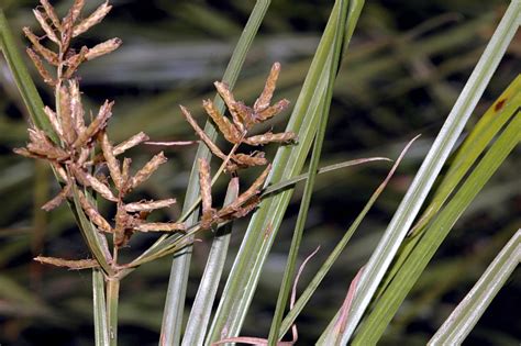 Comparativa entre Cyperus esculentus, Cyperus longus y Carex pendula | asturnatura.com