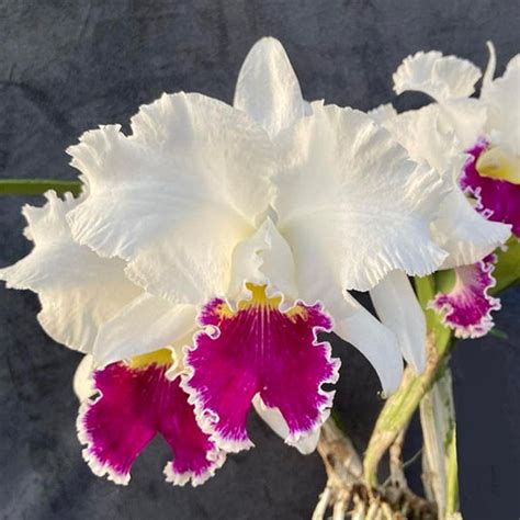All Cattleya Orchids