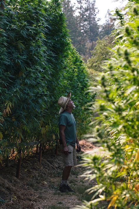 The Best Soil for Growing Cannabis