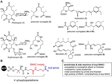Suzuki–Miyaura Reaction in the Presence of N-Acetylcysteamine ...