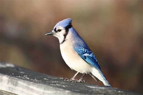 Birds In Arkansas: 26 Must-See Species In A Variety Of Colors