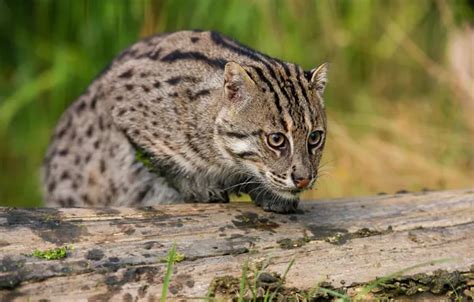 Wallpaper cat, look, face, pose, wild, Fisher cat for mobile and ...