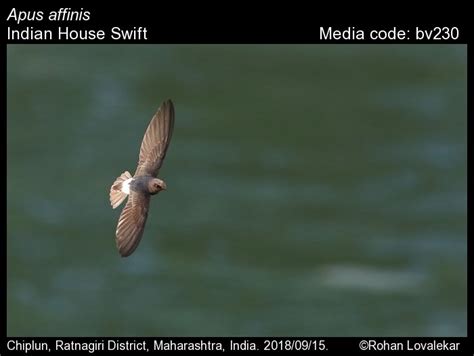 Apus affinis (J.E. Gray, 1830) - Indian House Swift | Birds