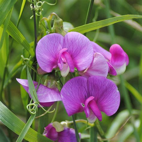 Free Images : petal, botany, flora, wildflower, flowers, pink flower, flowering plant, lathyrus ... - family of pea