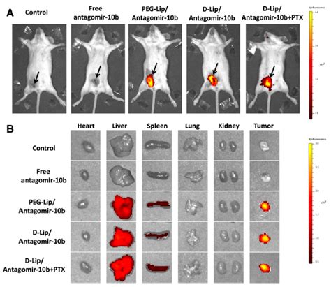 Stimuli-Responsive Materials for Tissue Engineering and Drug Delivery