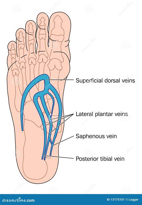 Veins of the foot stock vector. Illustration of veins - 13175101