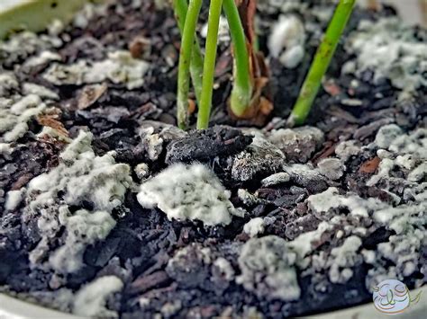What's the white fungus/mold in my pothos' soil? Should I be concerned ...