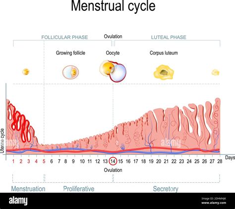 Menstrual cycle. Ovarian cycle: follicular phase and luteal phase ...