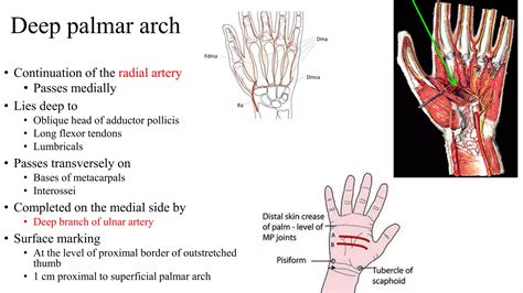 Hand-spaces and arterial arches.pptx