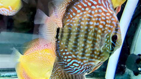 Image result for Turquoise Discus Fish