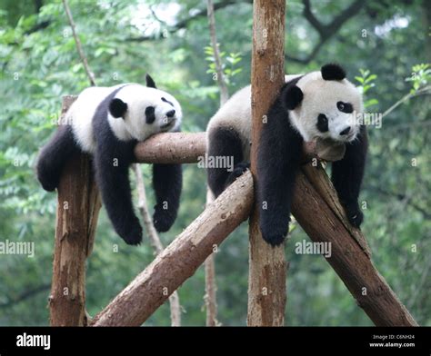 Where To See Panda In Shanghai