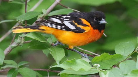 Download Majestic Baltimore Oriole Bird in Natural Environment ...