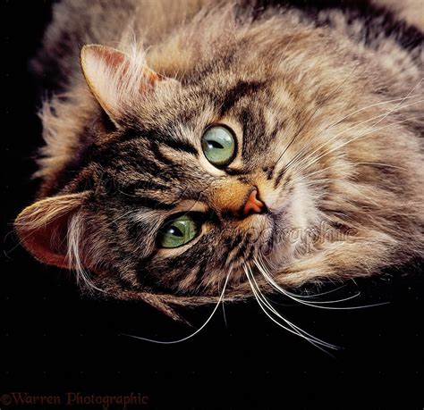 Portrait of long-haired tabby cat photo - WP34902