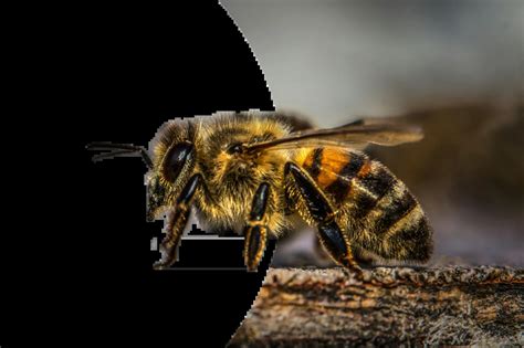Bees Algorithm Applications 的图像结果