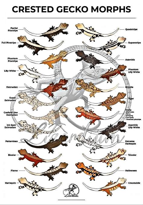 Crested Gecko Morphs Top 10 Coolest Crested Gecko Morphs🦎 | TikTok