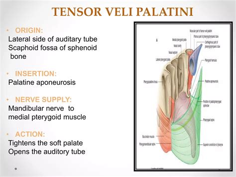 hard and soft palate in prosthodontics | PPTX