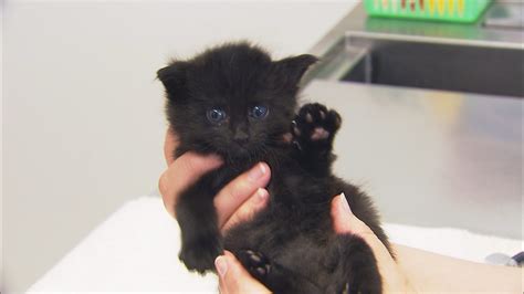 Purrrfect Pals' Kitten Cam | king5.com