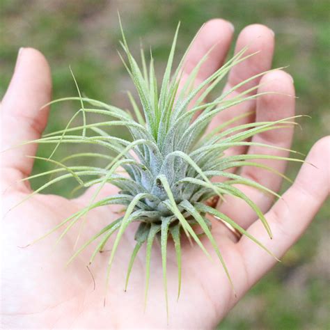 Wholesale Special Air Plants - Tillandsia Ionantha Variety - Air Plant ...