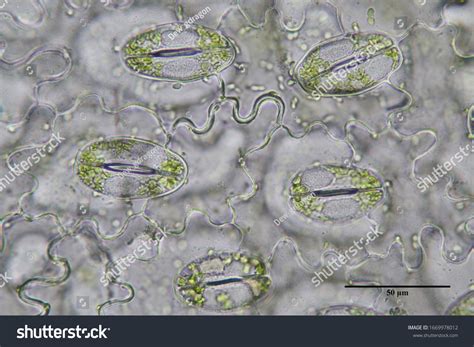 Microscope Cell 的图像结果