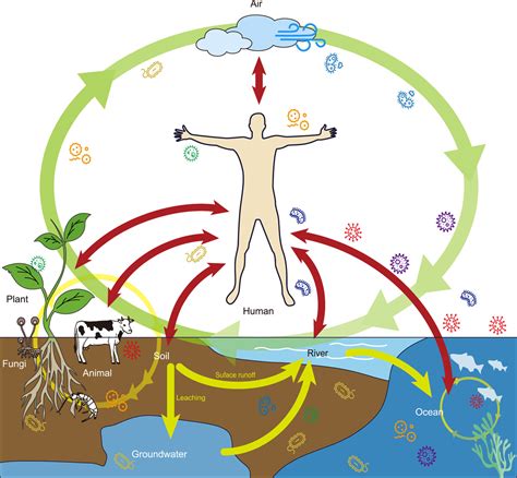 Ecosystem Of Human Body