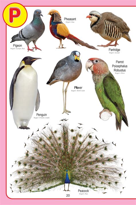 JoGenii |My Jumbo Birds Pictionary | Dreamland Publications