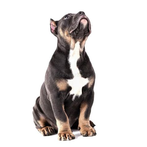 Cachorros De Bully Americano American Bully | Razas De Perro | Zooplus