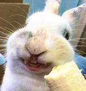 Image result for Happy Bunny Cute