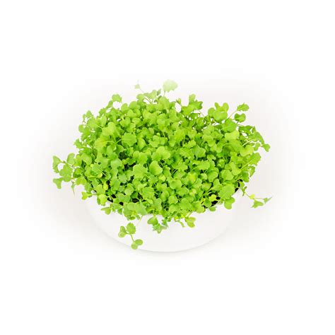 Tuscan Kale Microgreens Seeds – GardenGuru