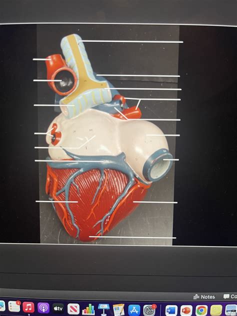 Heart Structure Tutorial 的图像结果