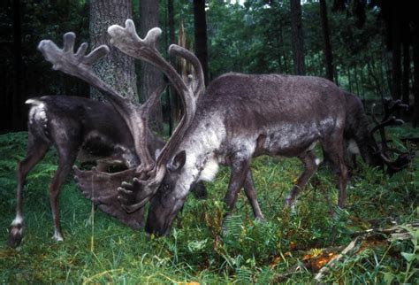 Free picture: woodland, caribou, forest, woodland, caribou, rangifer ...