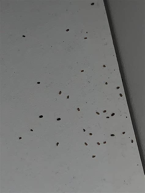 Are these roach droppings? Found under kitchen sink cabinet. : r ...
