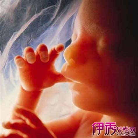 【孕妇六个月胎儿图】【图】孕妇六个月胎儿图 如何培育健康好宝宝_伊秀亲子|yxlady.com