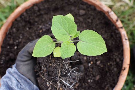 How to Grow Ground Cherries