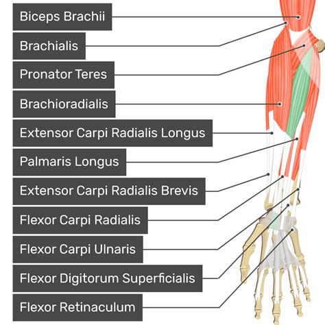 Flexor Carpi Radialis: origin, insertion and action | GetBodySmart