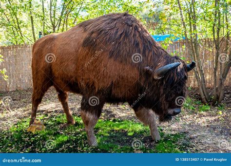 Model of a Huge Scary Buffalo in Full Size Stock Image - Image of full ...