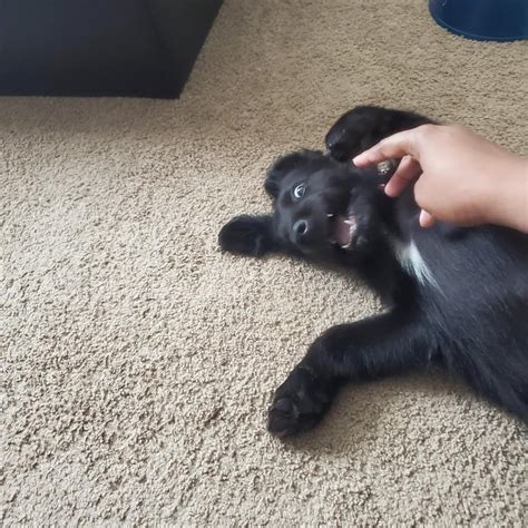 My 6 month old puppy everyone. He's been the best part of 2023 for me ...