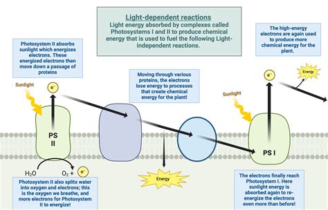 Diagrams - PHOTOSYNTHESIS