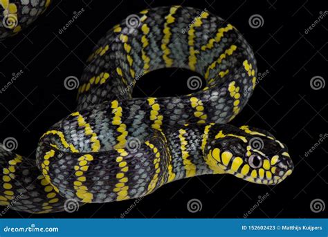 Luzon Mangrove Snake Boiga Dendrophila Divergens Stock Image - Image of large, phillipines ...
